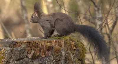 Tiere — Kategorie